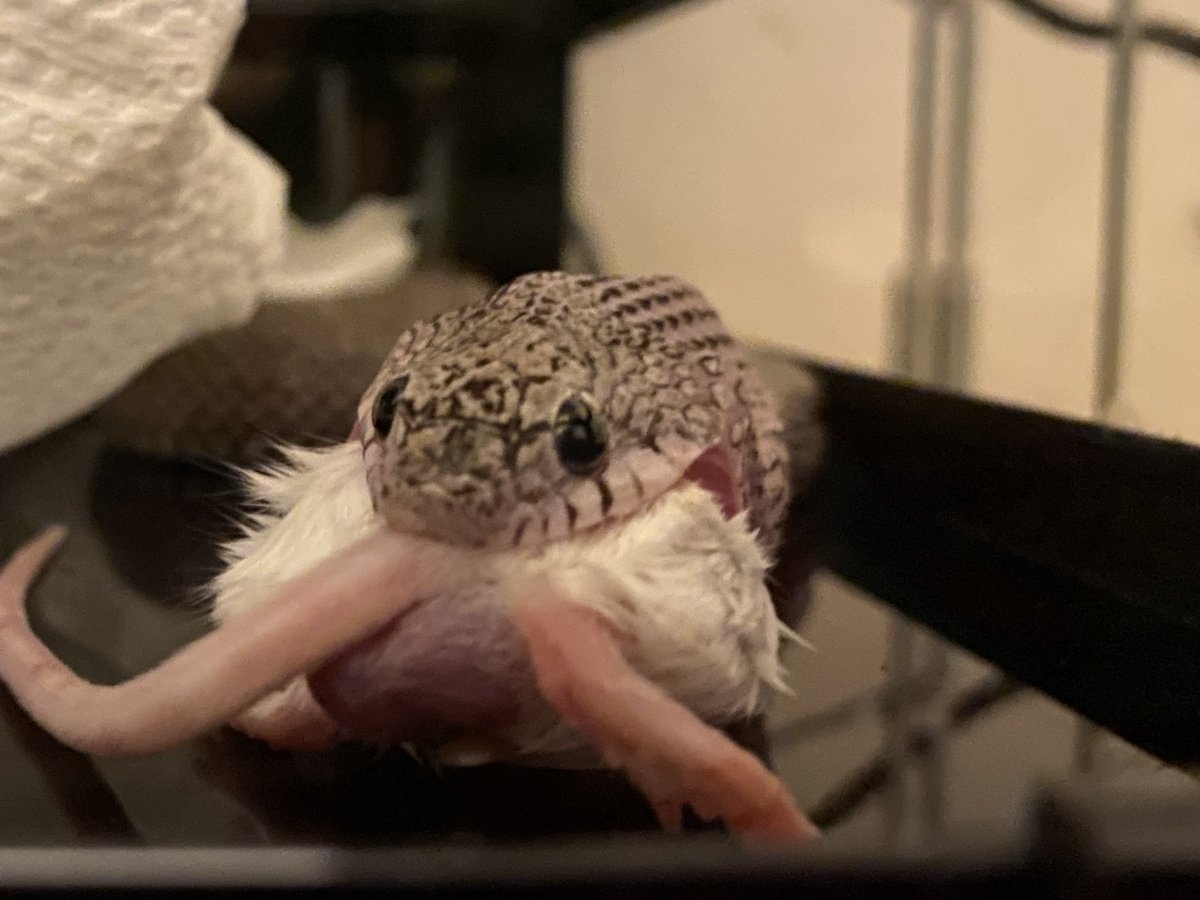 popepython tweet picture