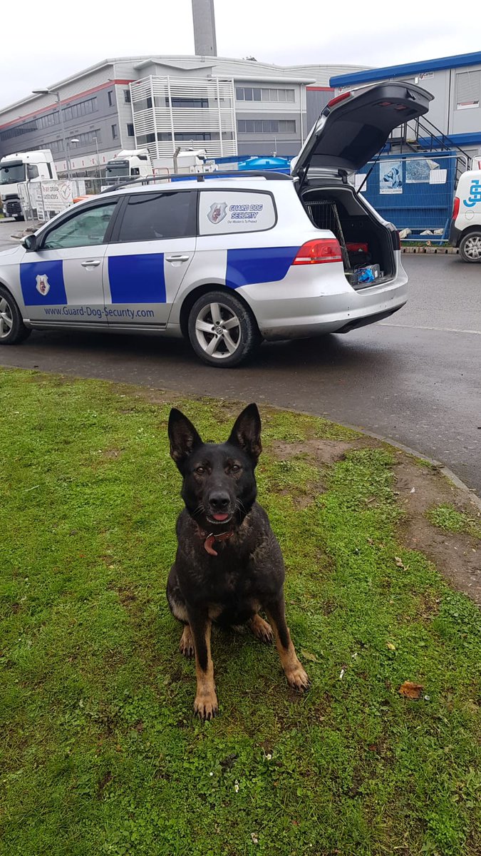 GuardDogSecurit's tweet photo. CCTV records crime.
K9 Security prevents it.
Criminals are not camera shy.

Since 2004, Guard Dog Security Ltd. has protected sites, streets, and businesses with highly trained K9 Security Units
£5K Warranty on qualifying sites.
WA: 07877685922 (UK only) https://t.co/37ScG8X2QG