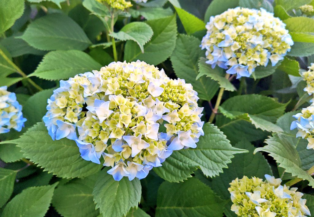 今年も紫陽花が色づき始めました。早くないですか？？？