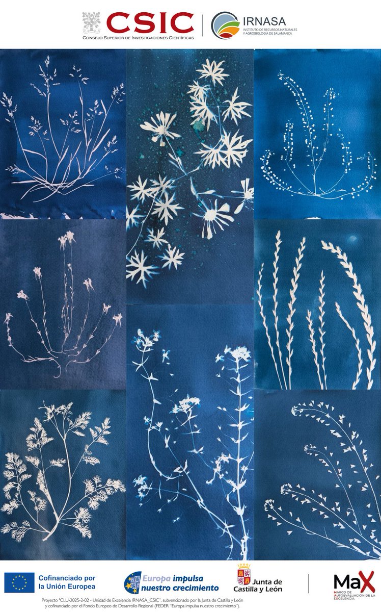 irnasa_csic's tweet photo. 🌺La cianotipia es una técnica fotográfica del siglo XIX que produce imágenes en azul de Prusia. Anna Atkins creó el primer libro de cianotipias botánicas. La investigadora del #IRNASA-CSIC @BeatrizRVzquez1 ha creado estas para celebrar que hoy es el #FascinationPlantsDay. https://t.co/O555WGTG3Y