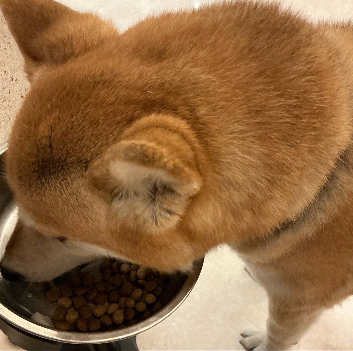 KjShibawan's tweet photo. 三柴達も泉銀の真鯛を夢中で食べて船長の生誕祭祝い🐕🐟🎂

うまうま🎵
せんちょー、おめでとー🐕

#泉銀 https://t.co/jNNJ3YQ7ck