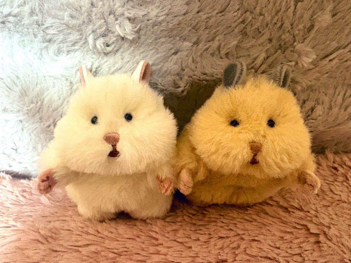 はむにぎり再販してると聞いて白い子もお迎えしてきた！ 先代のきなこ