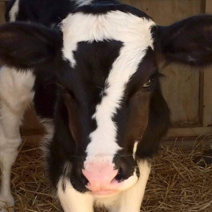 Anao2023's tweet photo. Dicen que cada vez que compartimos una vaca afortunada, o bien recibimos dinero o una muy buena noticia del día. https://t.co/pyZOrdJpuz