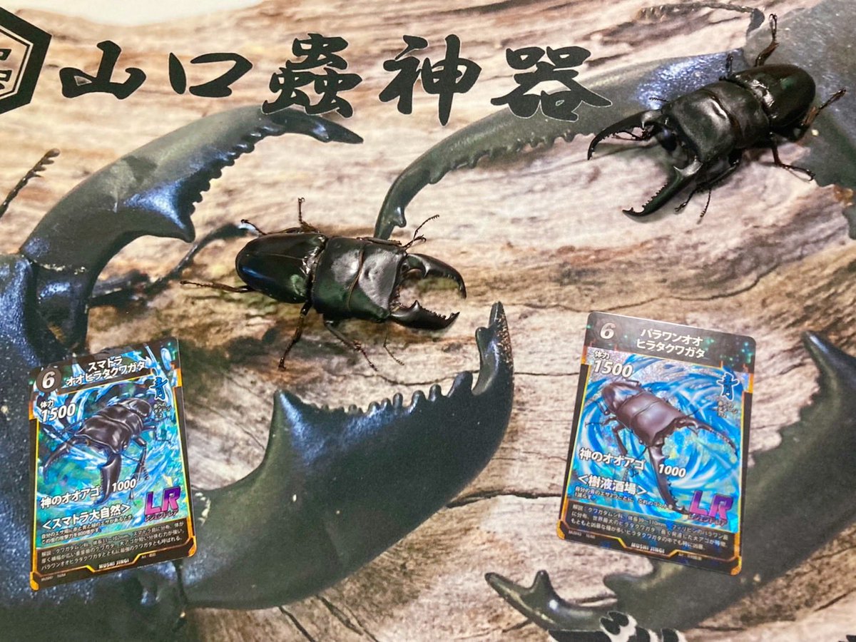 済▫︎オレオ様おまとめ分▫︎ 済▫︎オレオ様おまとめ分▫︎ 【公式通販】