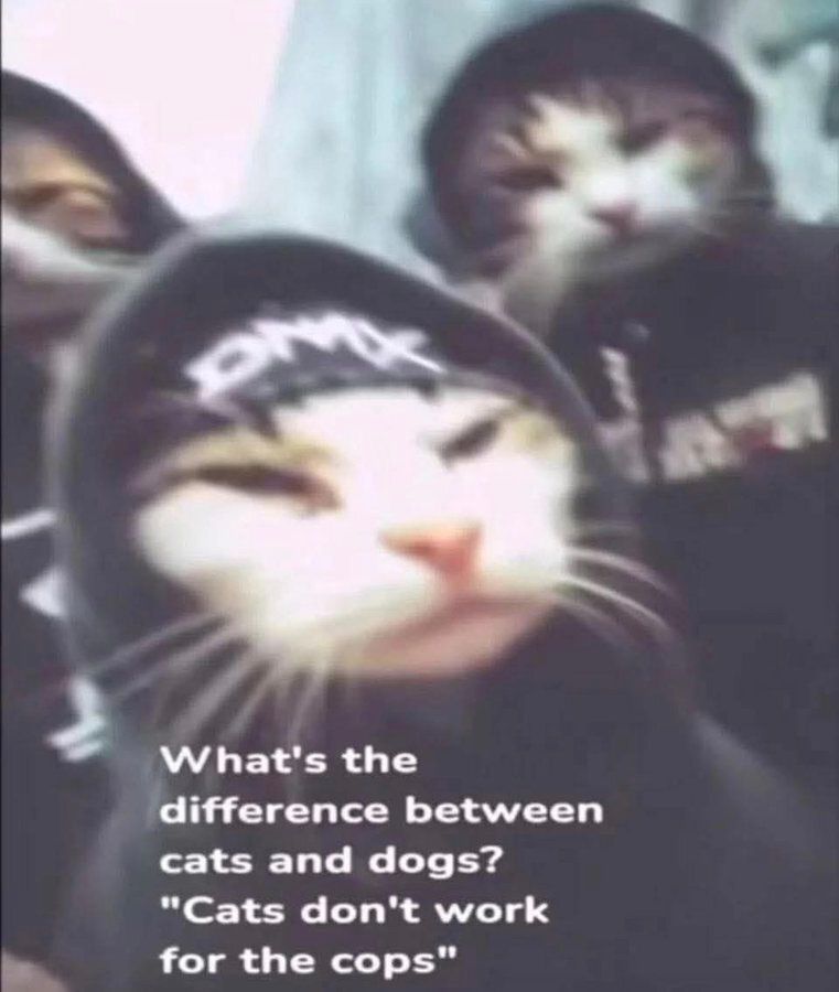Tweets Of Cats tweet media