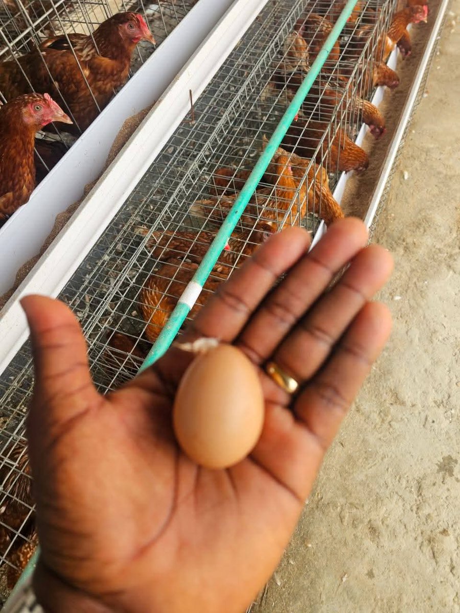 The Nigerian Farmer tweet media