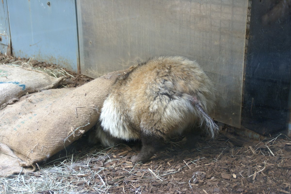 raccoondogmouse's tweet photo. エゾタヌキ

#たぬき #タヌキ #tanuki #raccoondog #円山動物園 #エゾタヌキ https://t.co/KNy6rtnbJW