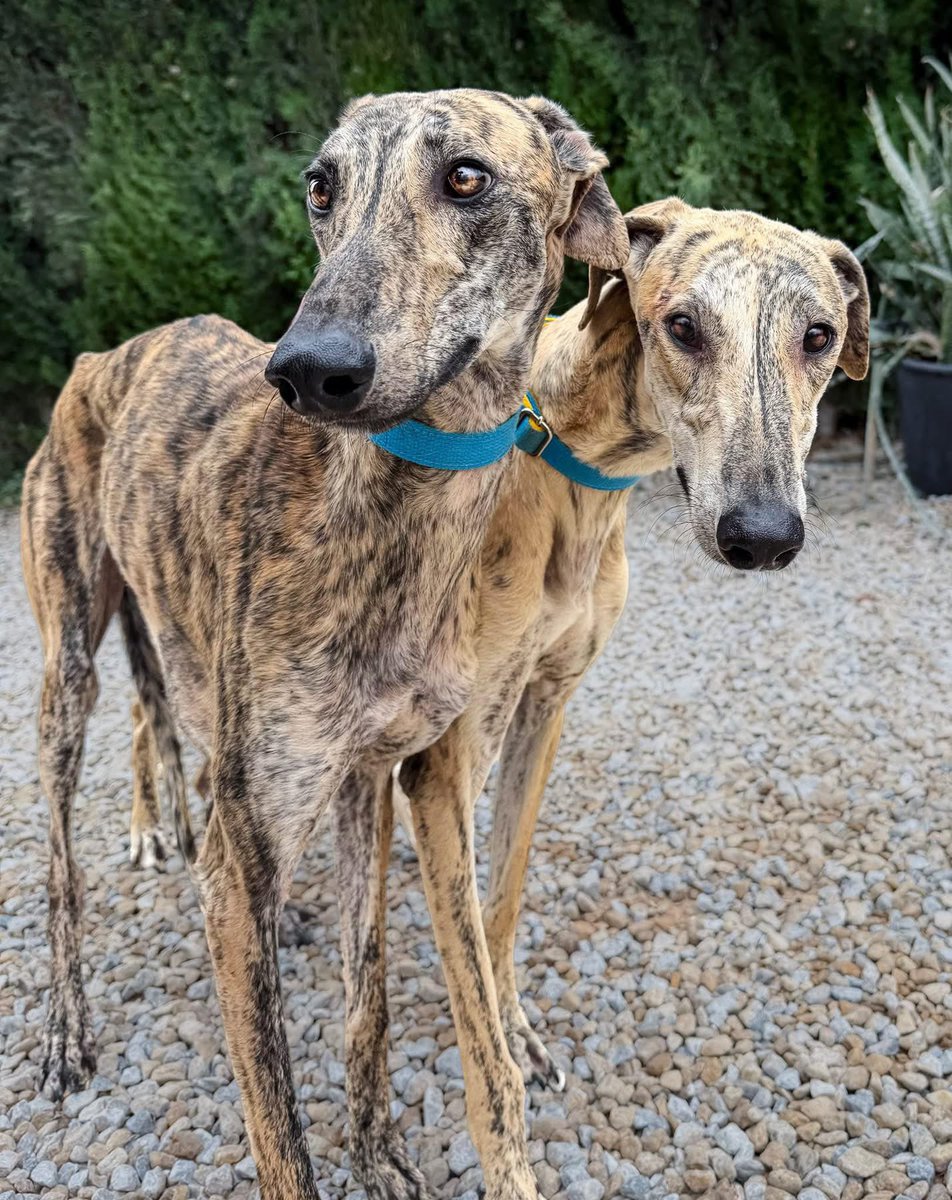 Galgos del Sol tweet media