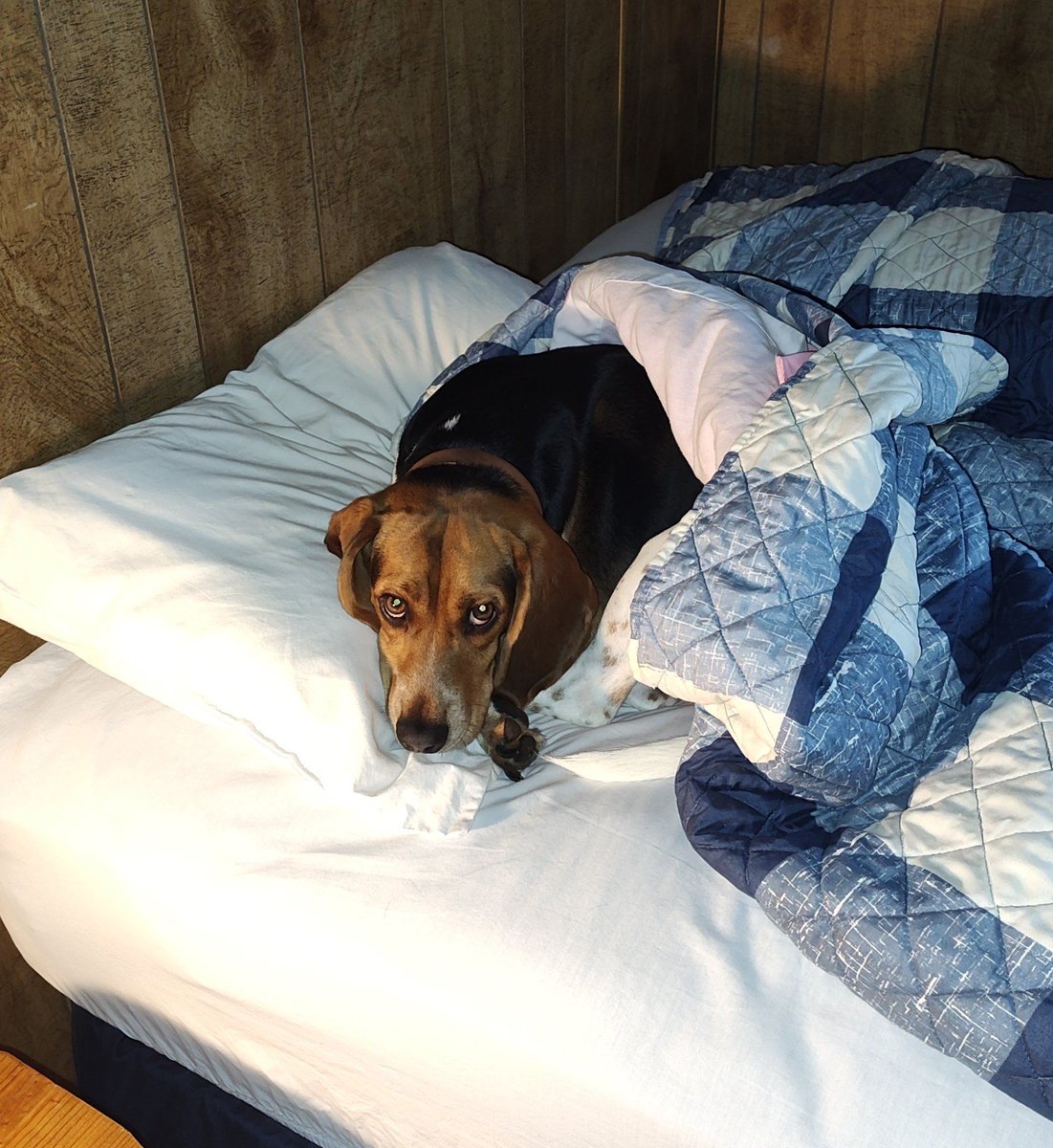 Beagle Facts tweet media