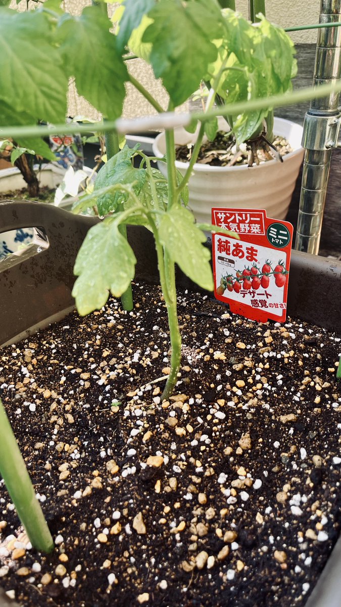 Te28ok's tweet photo. 今年はだいぶ遅くなったけど、ようやくゴーヤとましたミニトマト（の苗）を植え付けました。
作業中、めちゃくちゃ暑くて汗が滝のように流れてきて夏を先取りした感じです。（そのあと焼肉屋さんにいった）
皆さん今年の夏も楽しみましょう♪
#緑のカーテン #ガーデニング #野菜栽培 https://t.co/MCoKAhZZlo