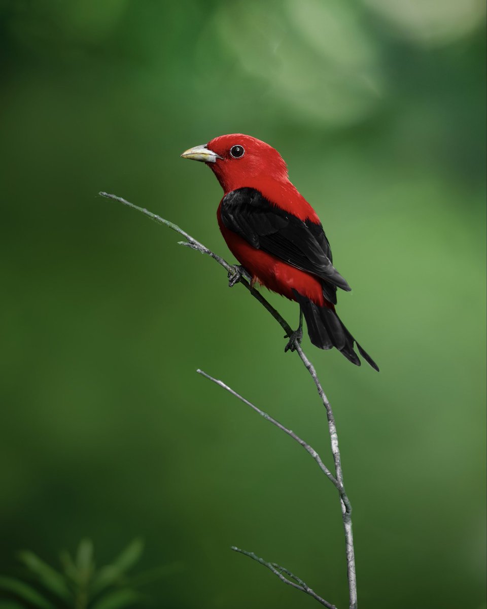corbyamosphoto1's tweet photo. He's stunning. He knows it. My histogram did NOT appreciate it. 🔴✨ First keeper shot of a male Scarlet Tanager, and honestly the editing battle was half the adventure. Worth every blown red channel. https://t.co/FS2wCpoKm6