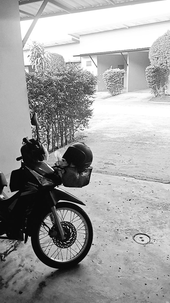 vitshiwam80695's tweet photo. #ท่านางหอม  💫 เง่น #สายใหม่ #สงขลา #หาดใหญ่ https://t.co/tUMZo9TtGM
