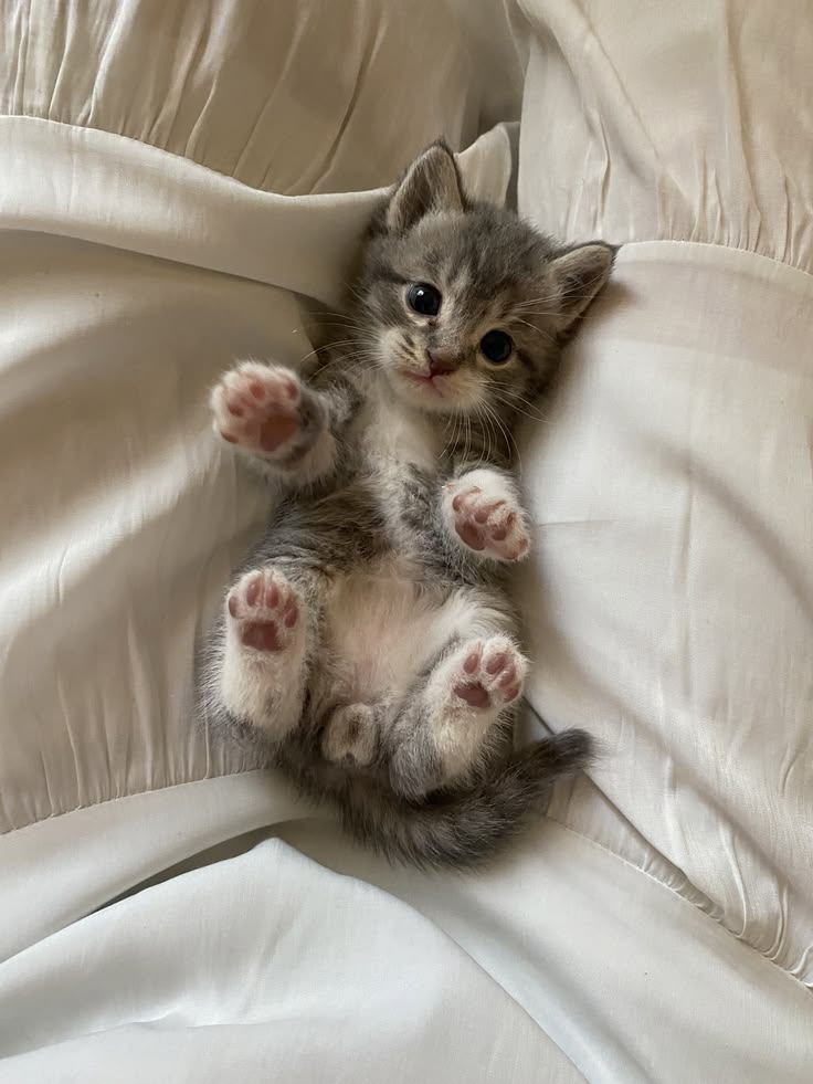 cutest cats tweet media