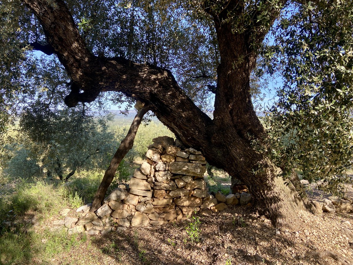 Olis Cuquello #EVOO tweet media