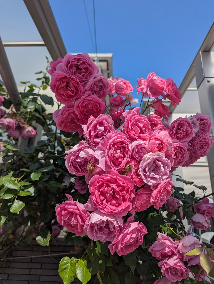 roy1007's tweet photo. 油断すると門柱を埋め尽くしてポスト投函を妨げる我が家のツルバラの一画。生命力がヤバい https://t.co/0DDTqo4rDq