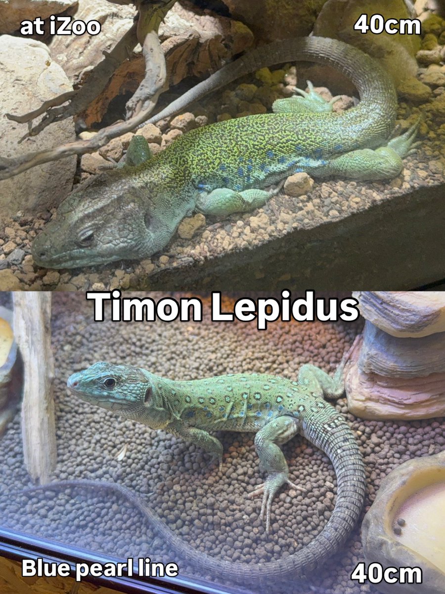 jacklives115's tweet photo. Timon Lepidus
ホウセキカナヘビ
上段→iZoo
下段→blue pearl Line

どちらもLepidus 基亜種なのですが、
地域個体差があります。写真はどちらも全長が約40センチなので、縮尺をおおよそ合わせてみました😃僕はブルーのグラデーションで構成されるブルーパールが好きです😄 https://t.co/xeO1rEhDUz