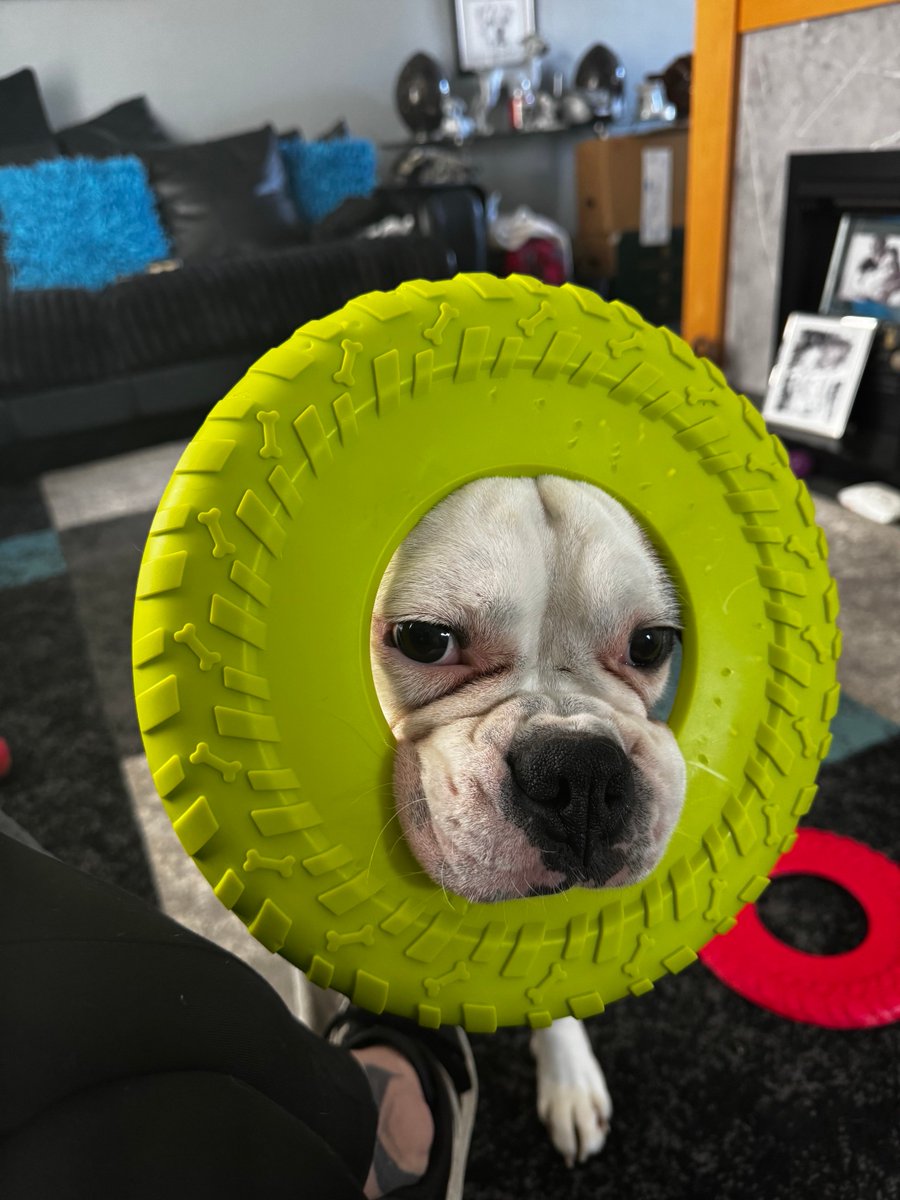 🐾★Carrie★⚡️🏴 tweet media