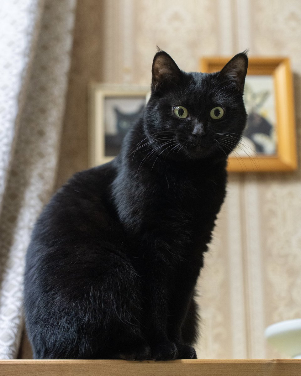 お夜食の時間まであと10分 #猫 #黒猫 #blackcat