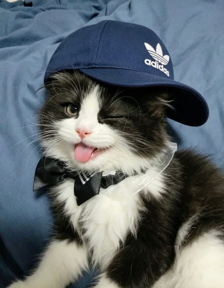cutest cats tweet media