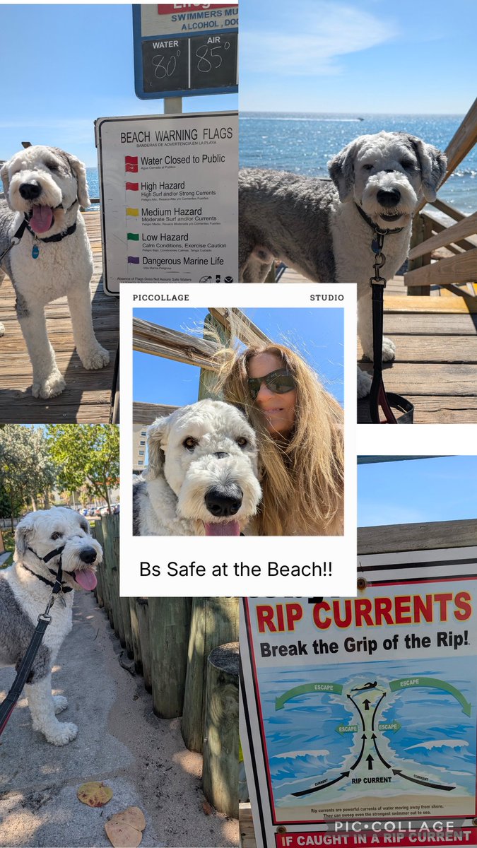 GoodDog561's tweet photo. Summervibes! Duffy sez stay safe at the beach! #lantanaflorida #petsitter #summervibes #dogsoftwitter #beachfun https://t.co/Tsu4YQuO2a