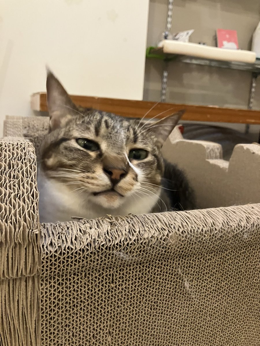 猫カフェ猫茶家☆日曜日のみ営業 (@nekochaya) / Posts / X