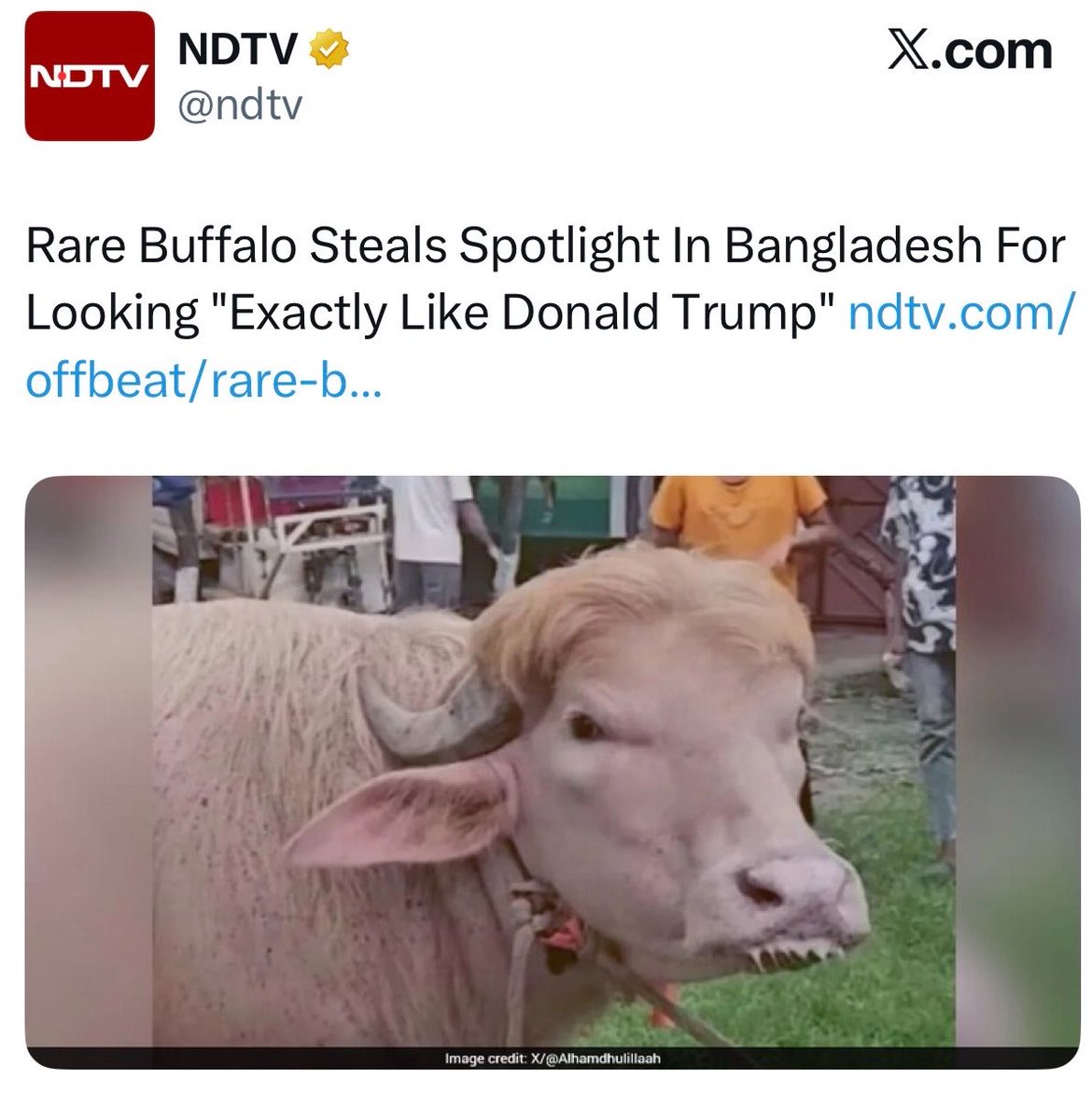 Rana Ayyub tweet media