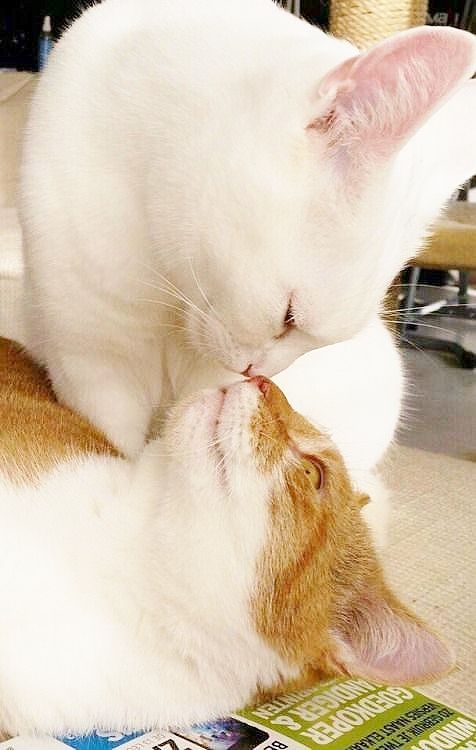 💙🤍❤️Choupie 😸 tweet media