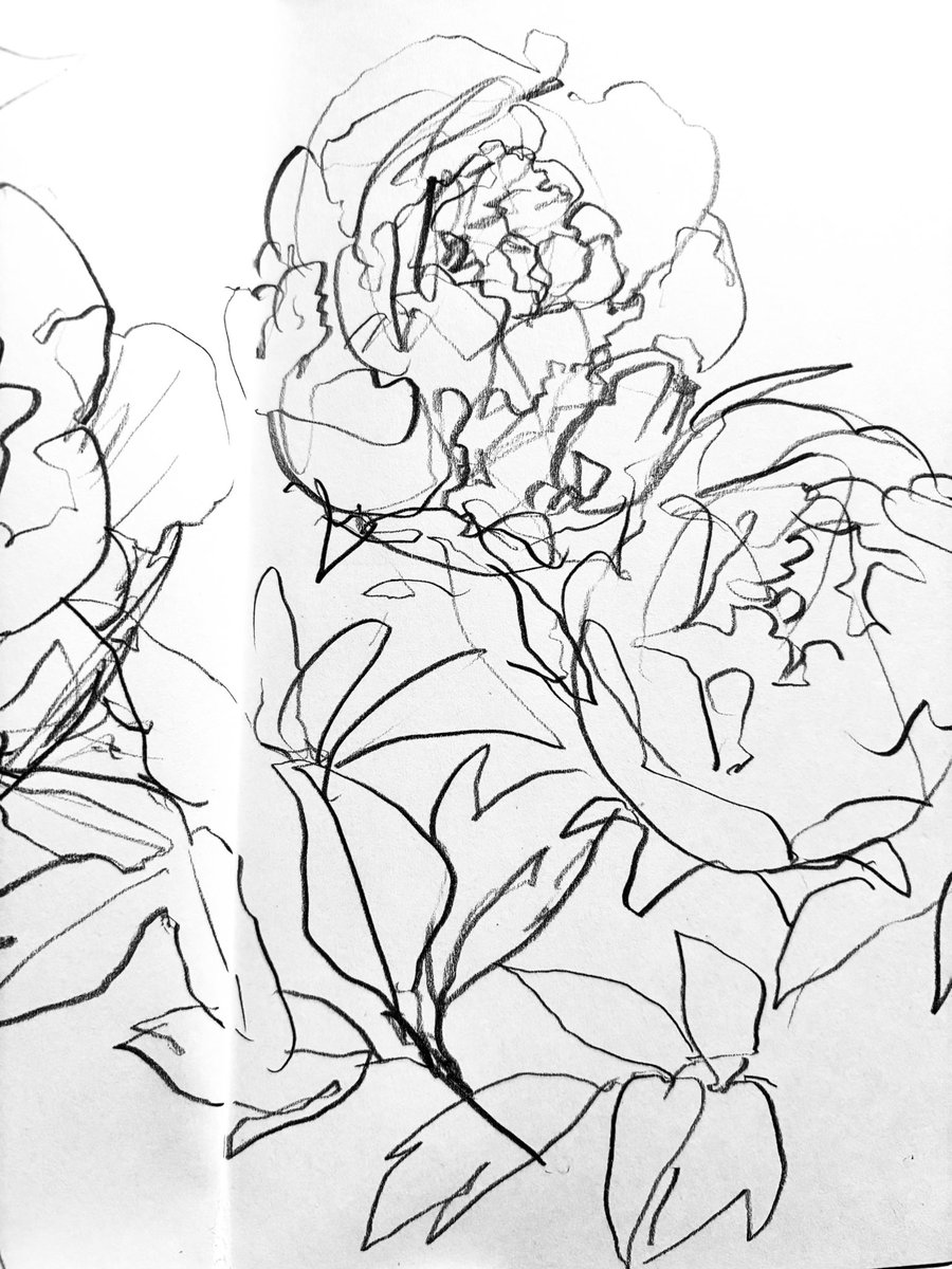 inoki_petrole's tweet photo. 植物のスケッチ
# 一日一絵
牡丹が咲き始めました https://t.co/21z0wTxKzN