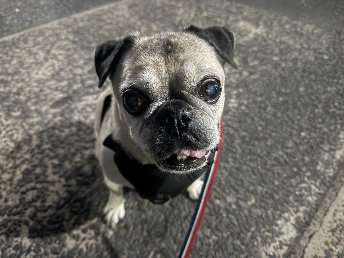 orangepetsitter's tweet photo. 可愛いチョロちゃん🥰 https://t.co/cKNBfIisNF