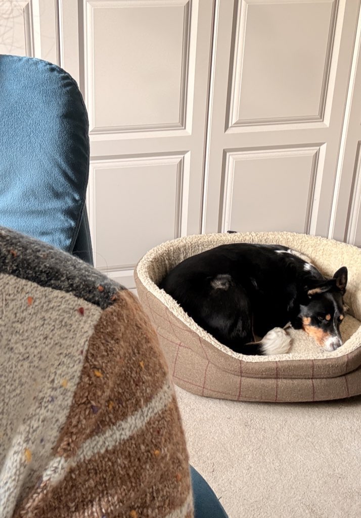 ColliePip's tweet photo. A whole month has passed… and I can honestly say the heartbreak is the same now as it was the day I said goodnight to my darling boy 😢🐾💔 the house is so empty. I miss the little “woof” to get my attention and the way he’d follow me everywhere. https://t.co/qvivqihsZz