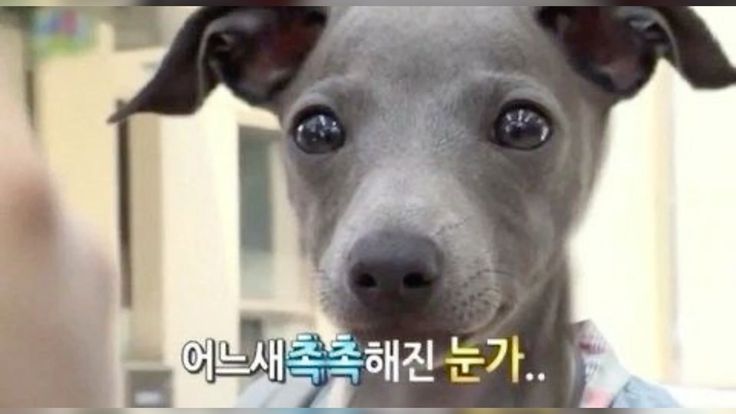 오사 tweet media