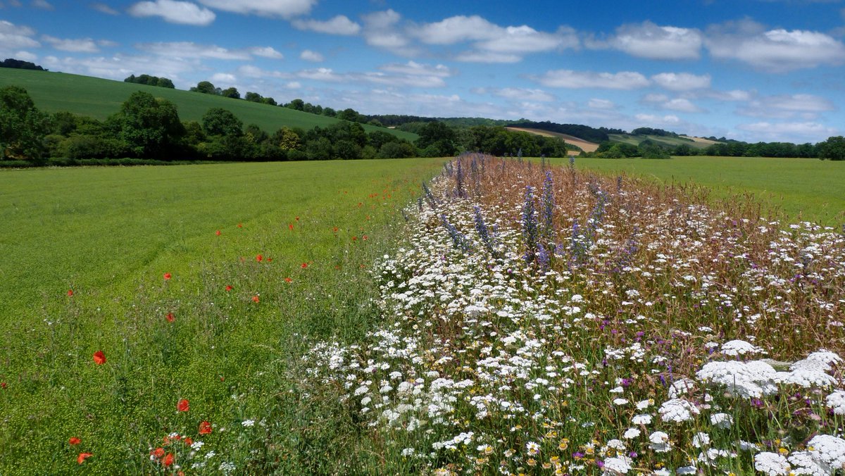 MiloWKB's tweet photo. Farming must return to being in harmony with nature.
Trusting/following the science has led us towards this precipice of environmental collapse.
97% of wildflower meadows gone since the 30’s …
2/ https://t.co/O9kx4zROKD
