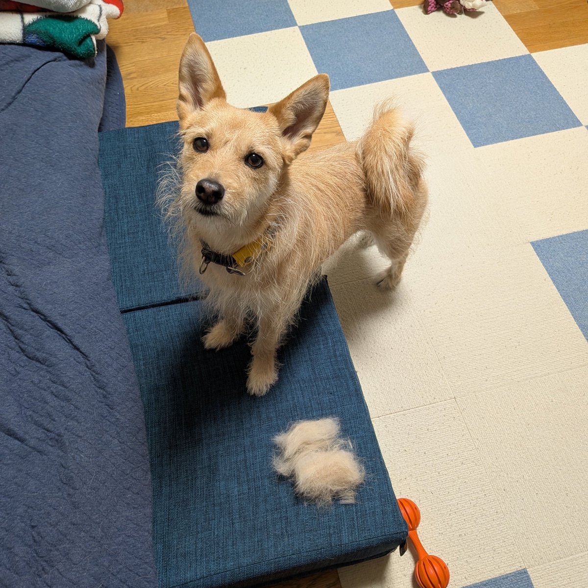犬ちゃん (@dogchan1010) / Posts / X 犬ちゃん (@dogchan1010) / Posts / X