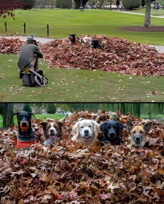 Tweets of Dogs tweet media