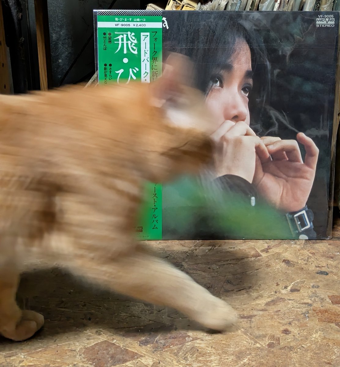 popncat tweet media