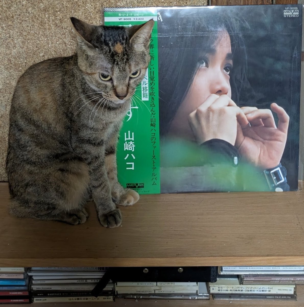 popncat tweet media