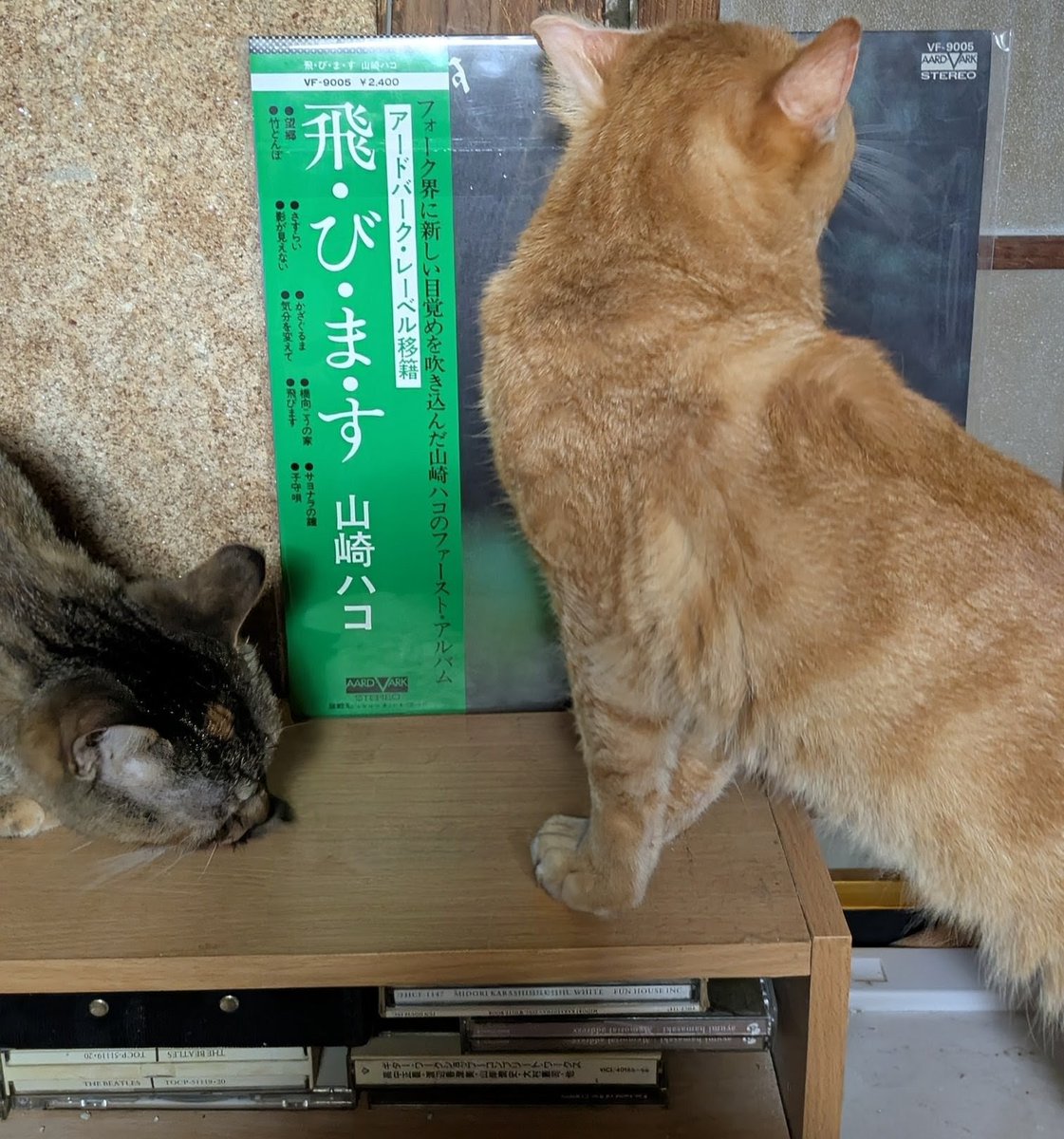 popncat tweet media
