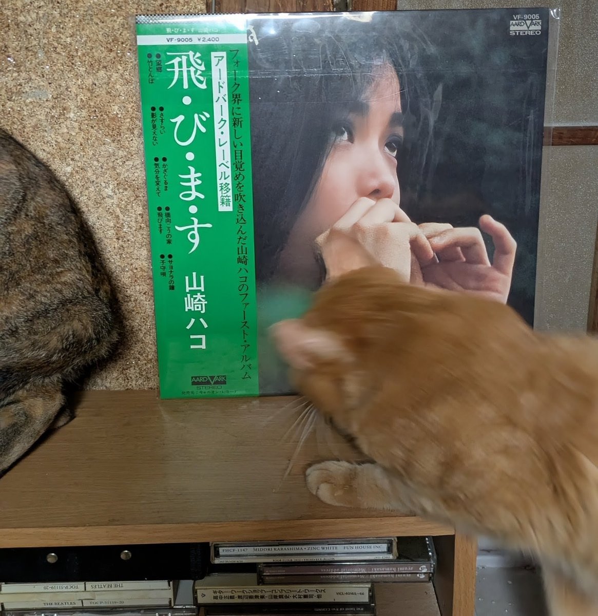 popncat tweet media