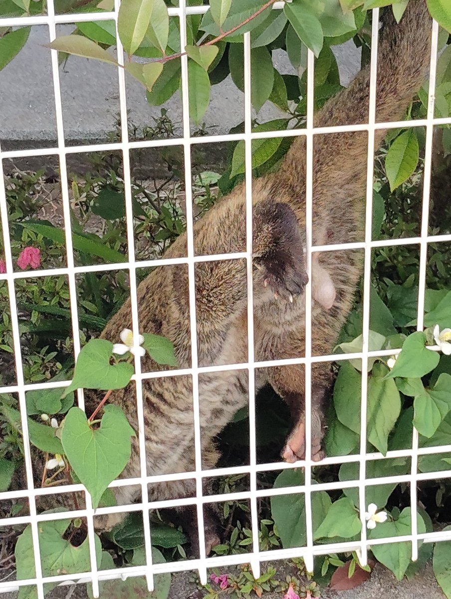 花岬物子 tweet media
