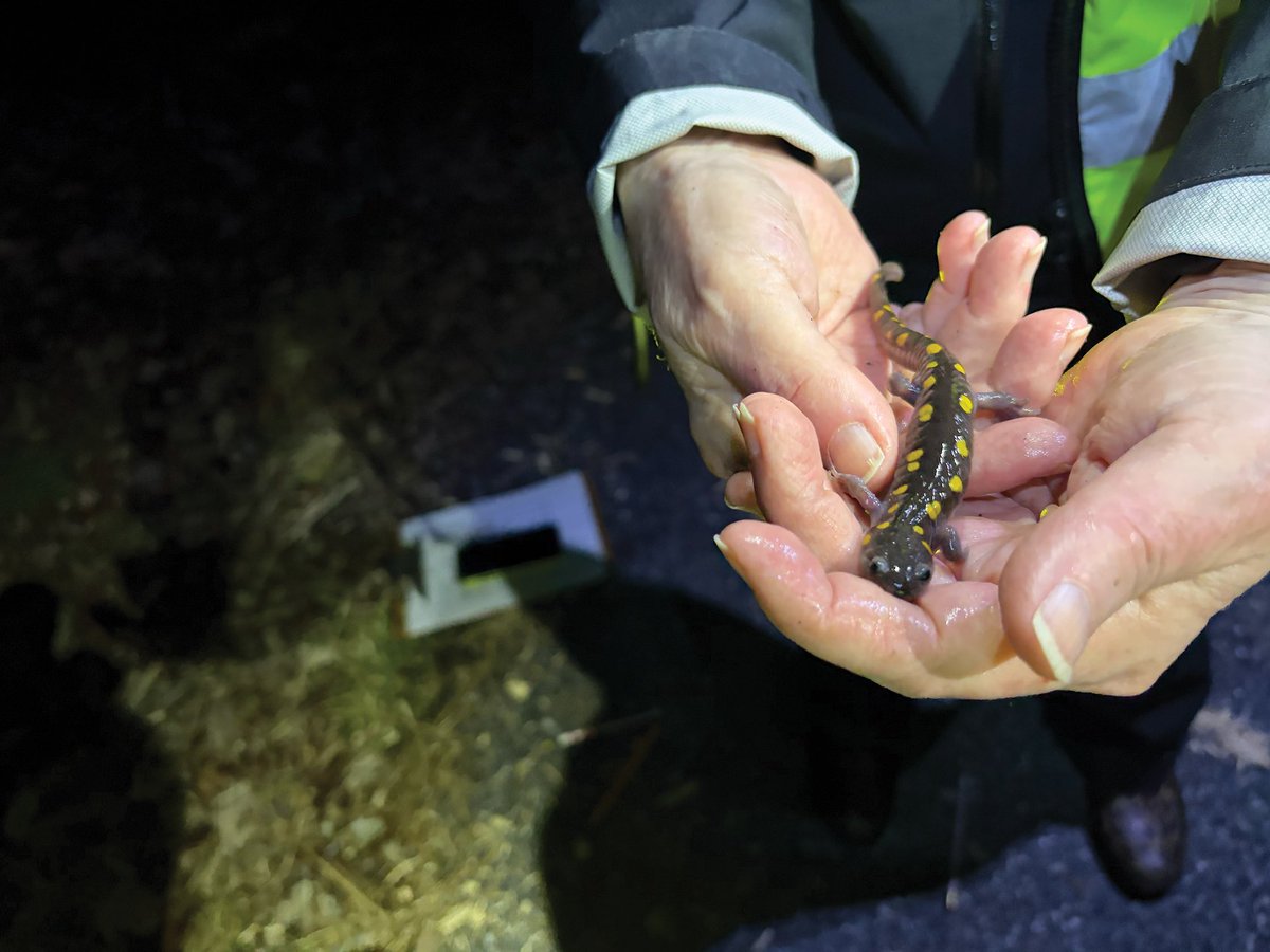 gridphilly's tweet photo. Volunteers guide amphibians as they move from hibernation to breeding grounds https://t.co/X49eKIG6nu https://t.co/2korZQ71y5