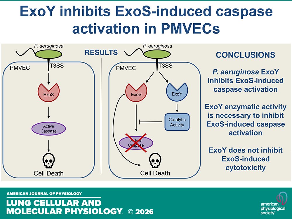 AJPLung's tweet photo. Research Article by CE Holm et al. (@UofSouthAlabama) #Pseudomonasaeruginosa exoenzyme Y activity inhibits #exoenzyme S-induced #caspaseactivation in #pulmonary #microvascular #endothelialcells
https://t.co/1kevGc78CZ https://t.co/OrWb2cyVfk