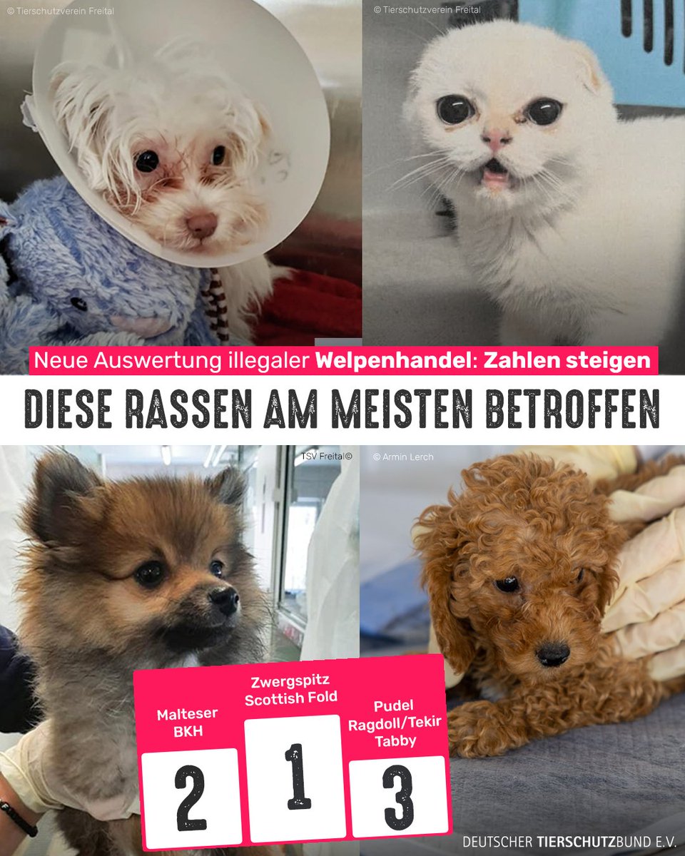 Tierschutzbund tweet media
