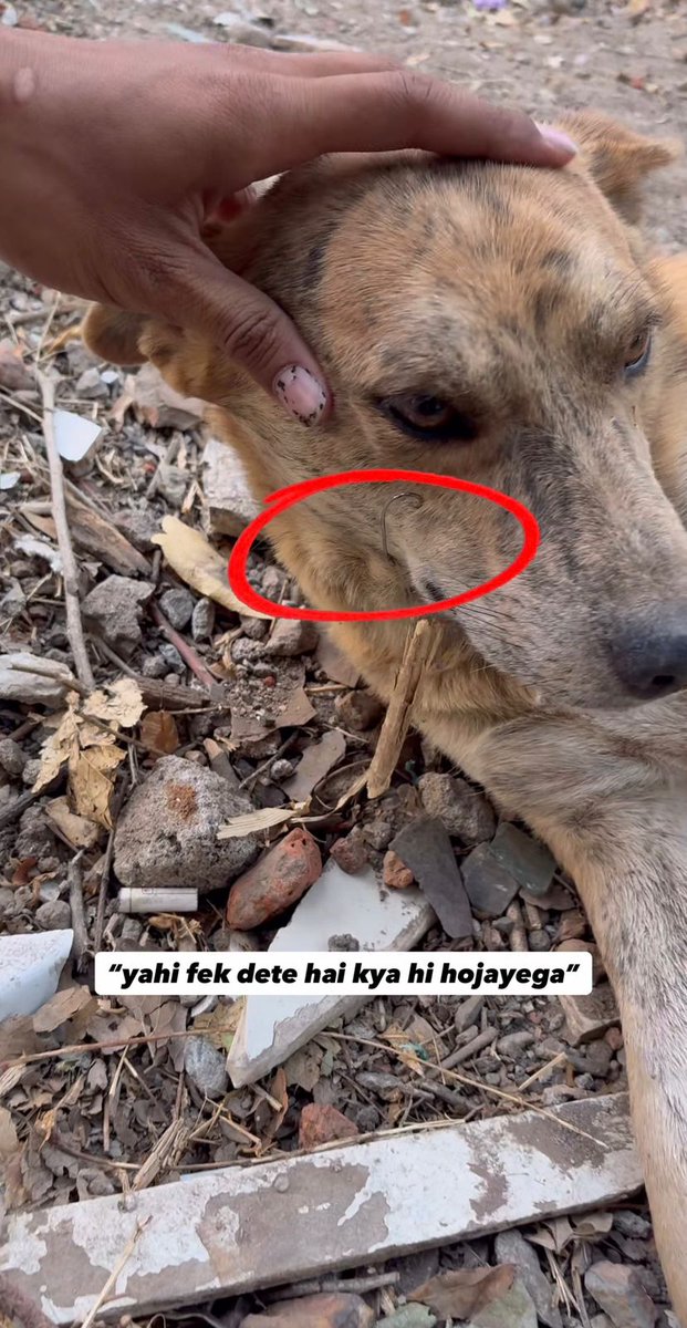 TeamAWH's tweet photo. People throw plastic, glass, and fishing hooks saying it’s “just trash.” Then a street animal bleeds on the road, suffers in silence and even dies in some cases.
Your trash doesn’t disappear after you throw it away. It might actually hurt someone. 
#WasteManagement #CleanIndia https://t.co/iZd8gycsPl