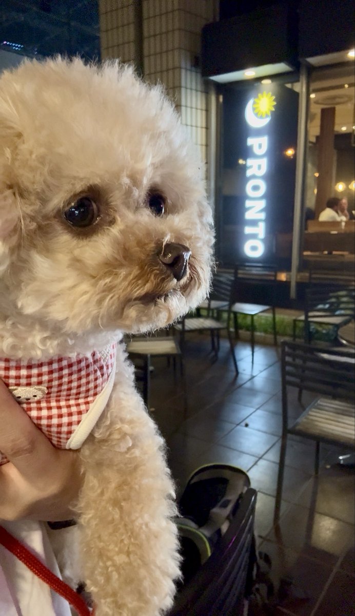 chocoperoro's tweet photo. 夜散歩🐾🐶

#犬のいる暮らし #いぬすたぐらむ #doglife #poodle #散歩 https://t.co/aFkUJkFnXz