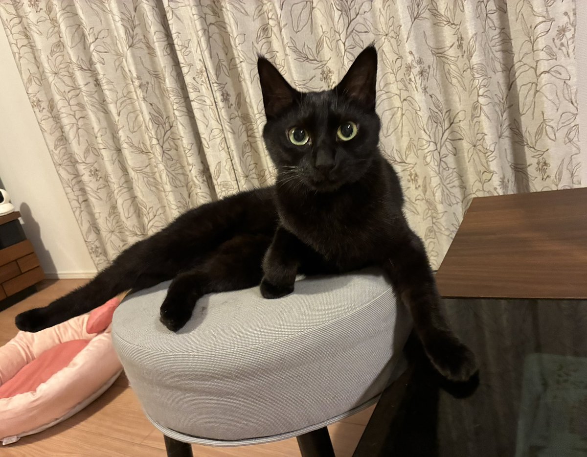 bibi_0731's tweet photo. 🐈‍⬛

#黒猫 #cat #猫のいる暮らし https://t.co/Fbs3GpCgB4