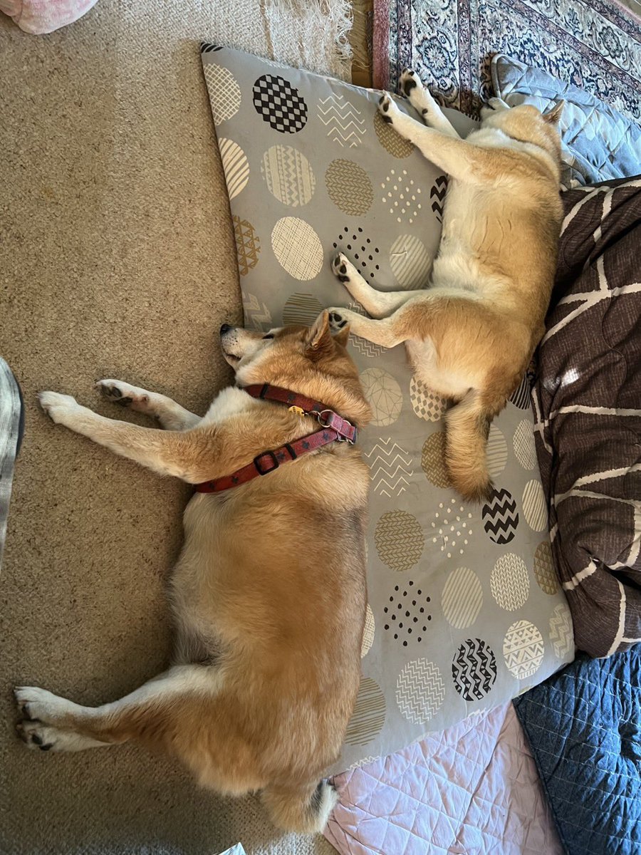 gameshibainuno's tweet photo. 犬になりたい https://t.co/pKIVDDPBv7