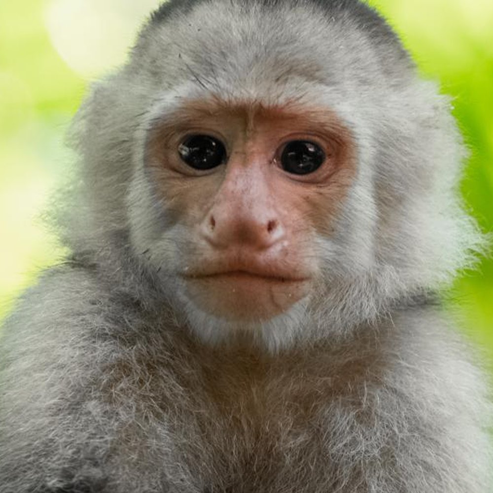 CultureHOF's tweet photo. Two people were arrested at a Colombian airport after smuggling three one month old baby monkeys hidden in their underwear, one suffocated and died before they even made it through security

The surviving two are now in wildlife care and recovering https://t.co/Xiy4KzkyHb