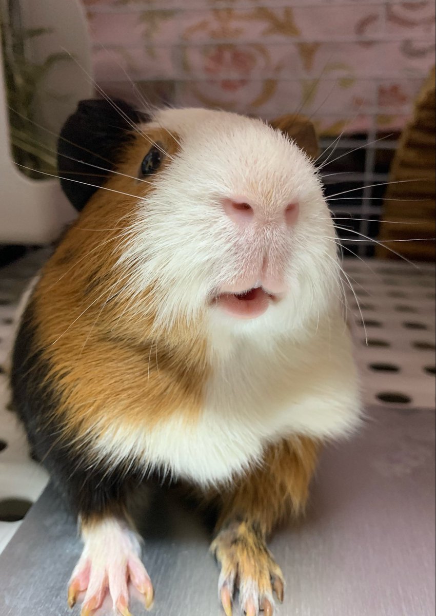 モルモット