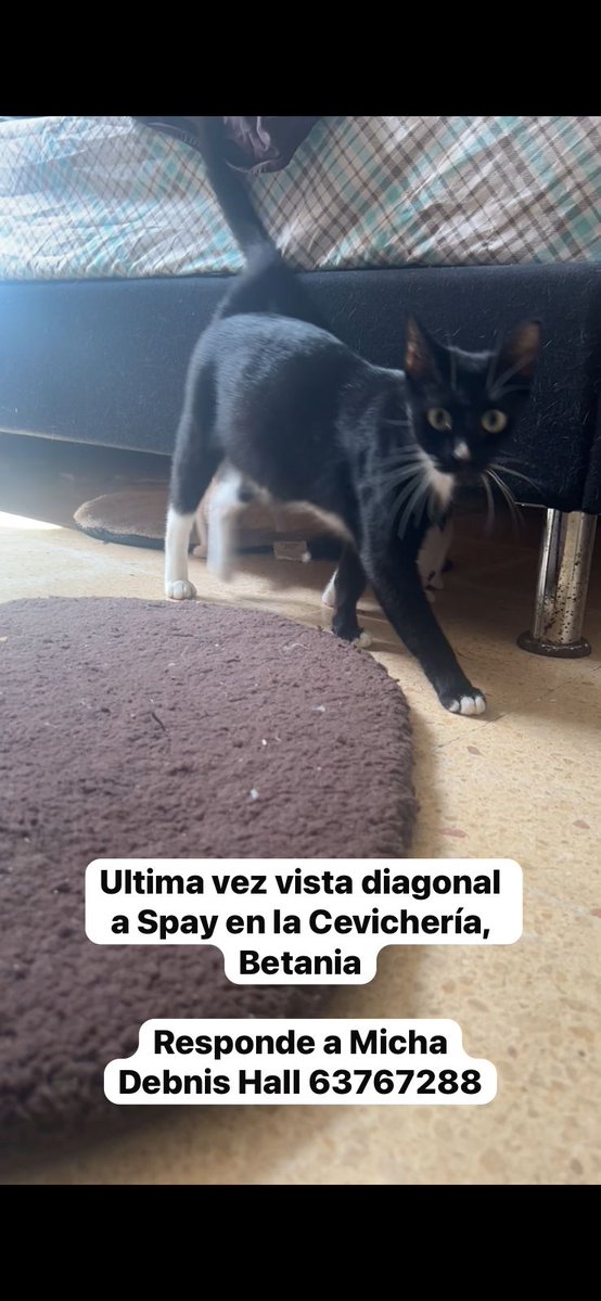 Spay Panama tweet media