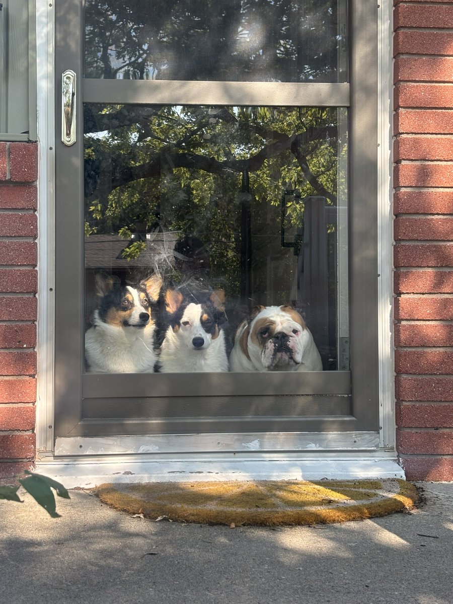 BigDogPEI's tweet photo. Shanty the Big Dog is guarding the neighborhood with a few friends. All is well. https://t.co/ARe4mBfIk5